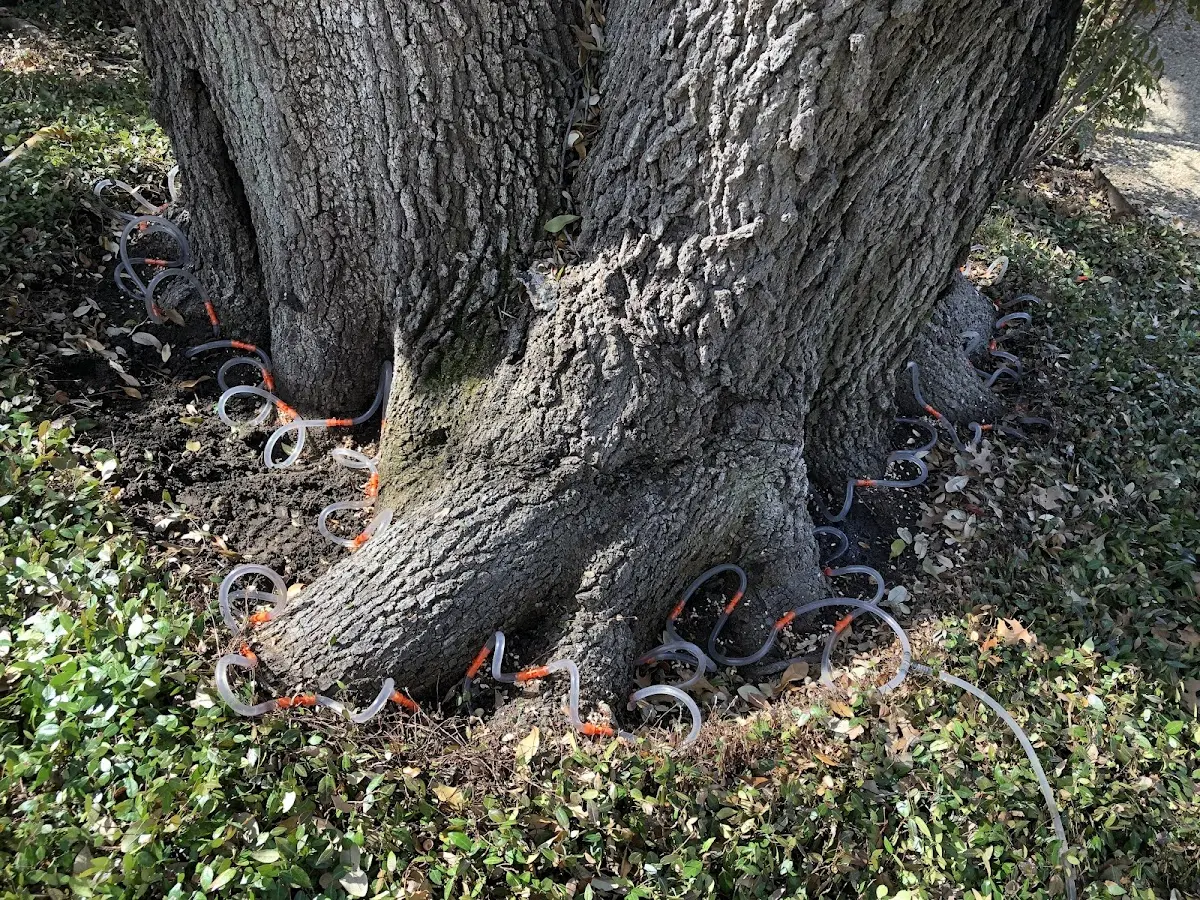 Detailed Tree Cabling and Bracing job site in Royalton