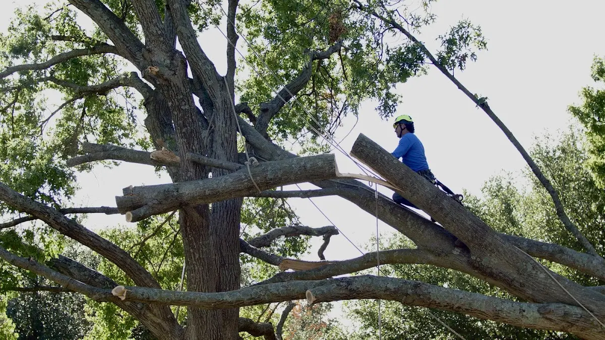 Professional Crown Thinning performed by certified arborists in Royalton