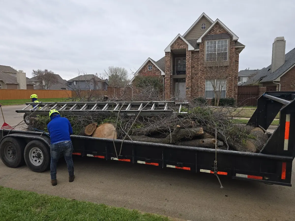 Expert Tree Removal with proper safety equipment in Royalton
